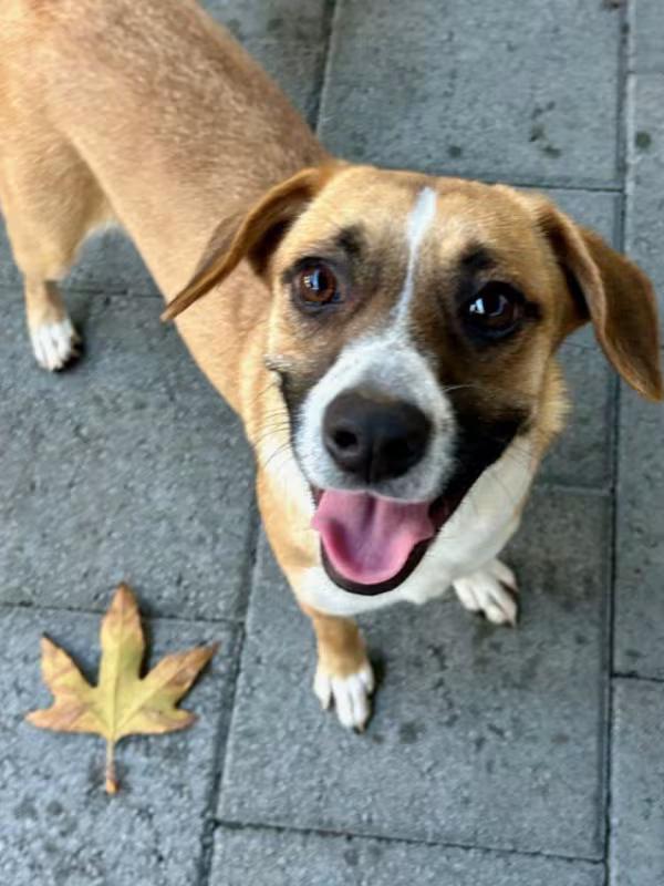 Caramel, adopted, Young Female Beagle.