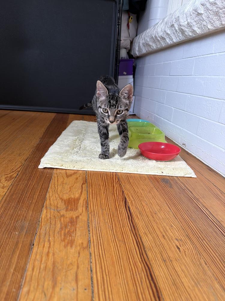 PISTACHIO, Adoptable, Kitten Male Domestic Short Hair.
