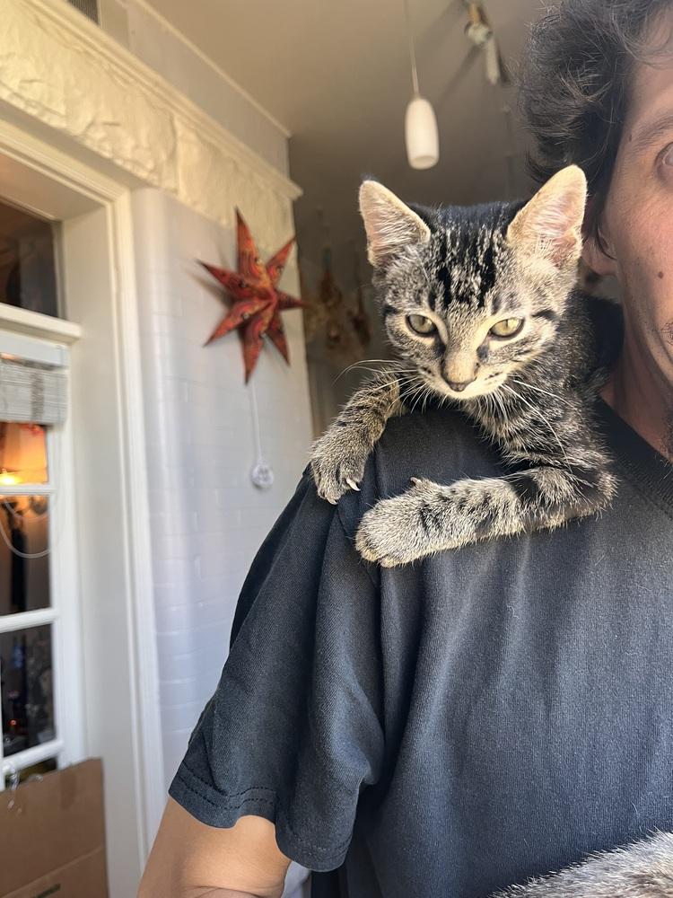 Enlarge PISTACHIO, a Adoptable Domestic Short Hair in Thornton, CO image 2/2