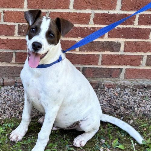 Enlarge Cassi, a Adoptable mixed breed in Washington DC, DC image 1/1