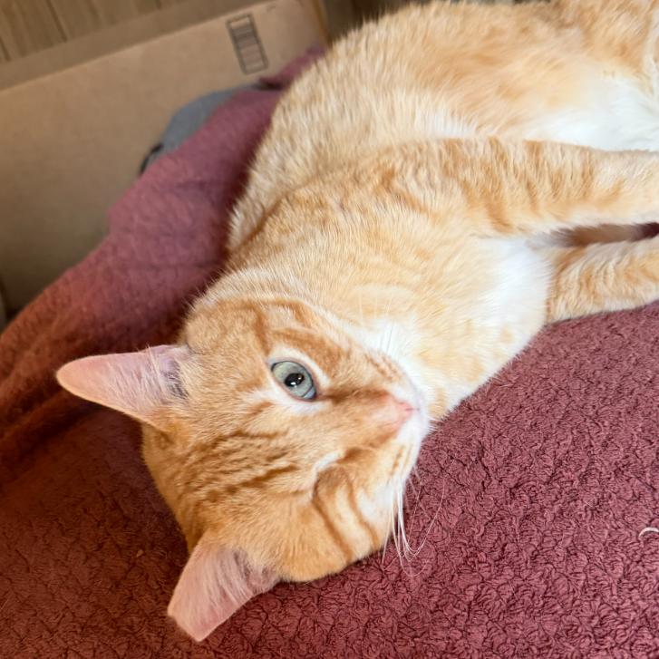 Enlarge Calix, a Adoptable Domestic Short Hair in Brea, CA image 1/2