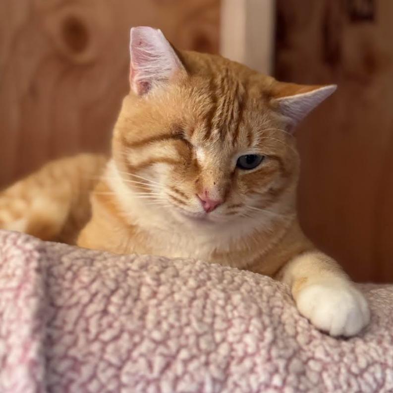 Calix, Adoptable, Adult Male Domestic Short Hair.