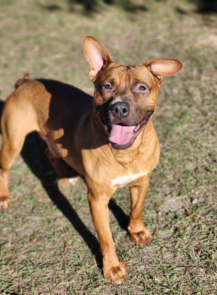 ORCHARD, Adoptable, Adult Male Mixed Breed.