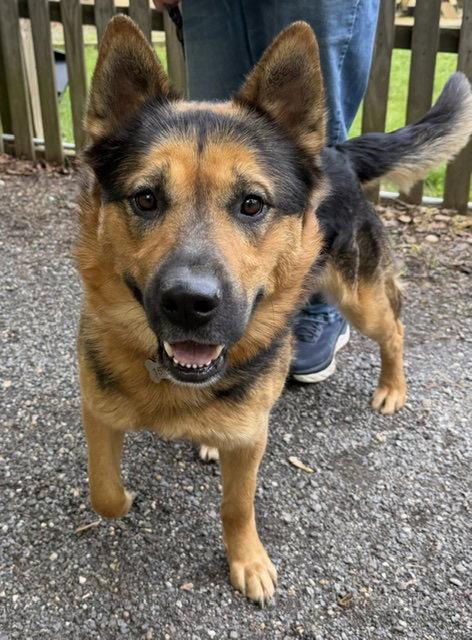 Goliath, Adoptable, Adult Male German Shepherd Dog.