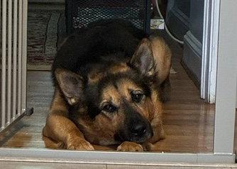 Goliath, Adoptable, Adult Male German Shepherd Dog.