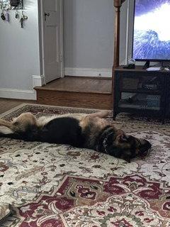 Goliath, Adoptable, Adult Male German Shepherd Dog.