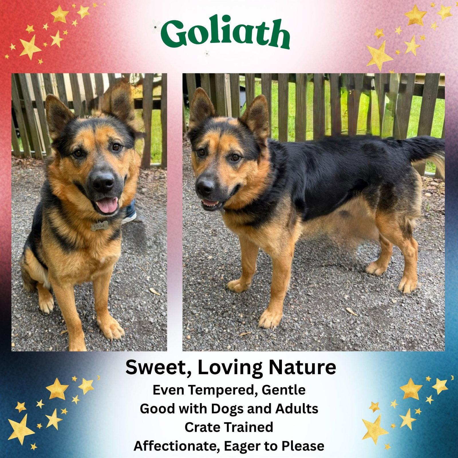 Enlarge Goliath, a Adoptable German Shepherd Dog in Baltimore, MD image 2/3