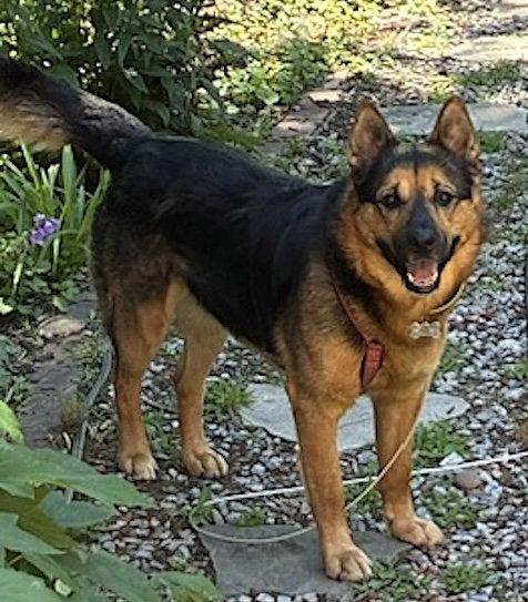 Goliath, a Adoptable German Shepherd Dog in Baltimore, MD image 3/3