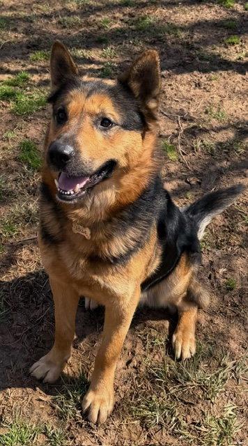 Enlarge Goliath, a Adoptable German Shepherd Dog in Baltimore, MD image 2/3