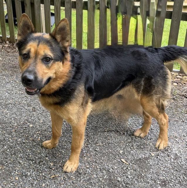 Enlarge Goliath, a Adoptable German Shepherd Dog in Baltimore, MD image 3/3