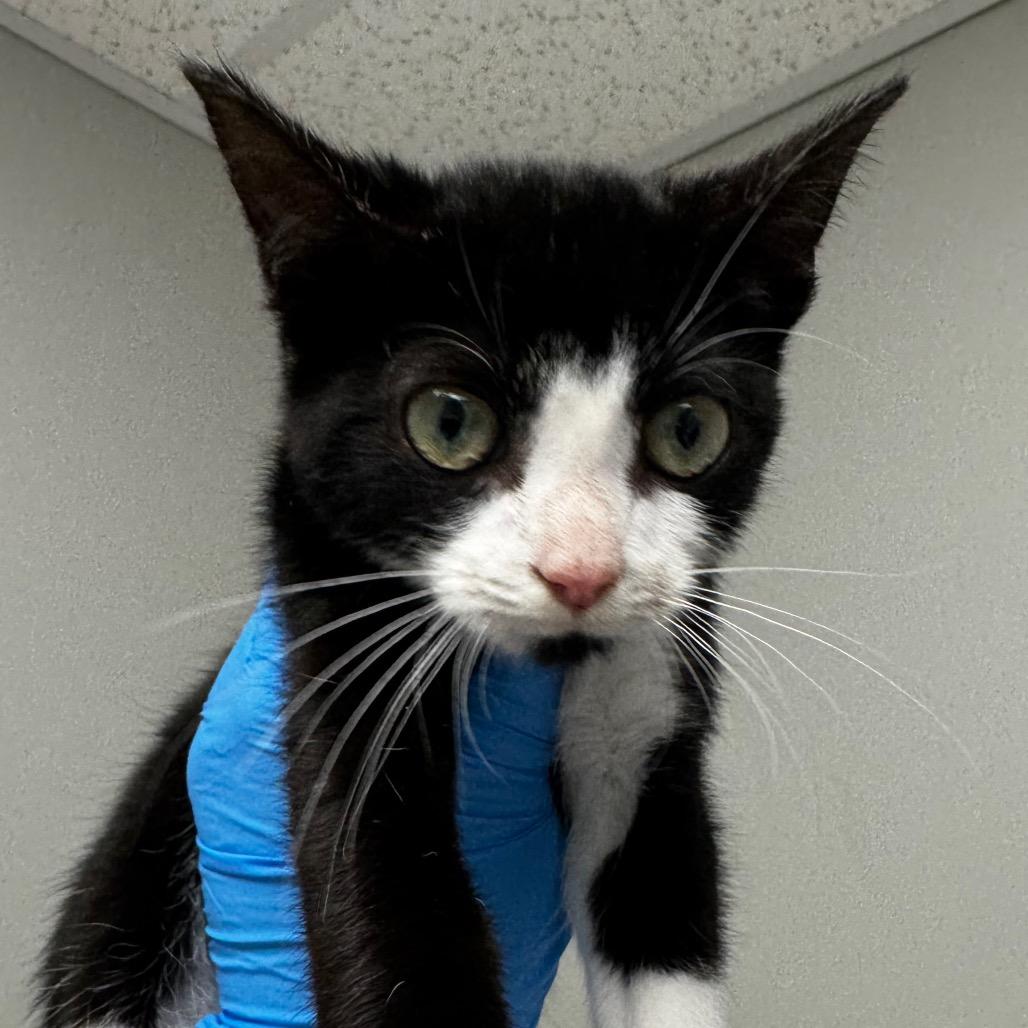 Mum, Adoptable, Kitten Female Domestic Short Hair.