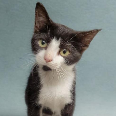 Mum, a Adoptable Domestic Short Hair in Colorado Springs, CO image 2/2