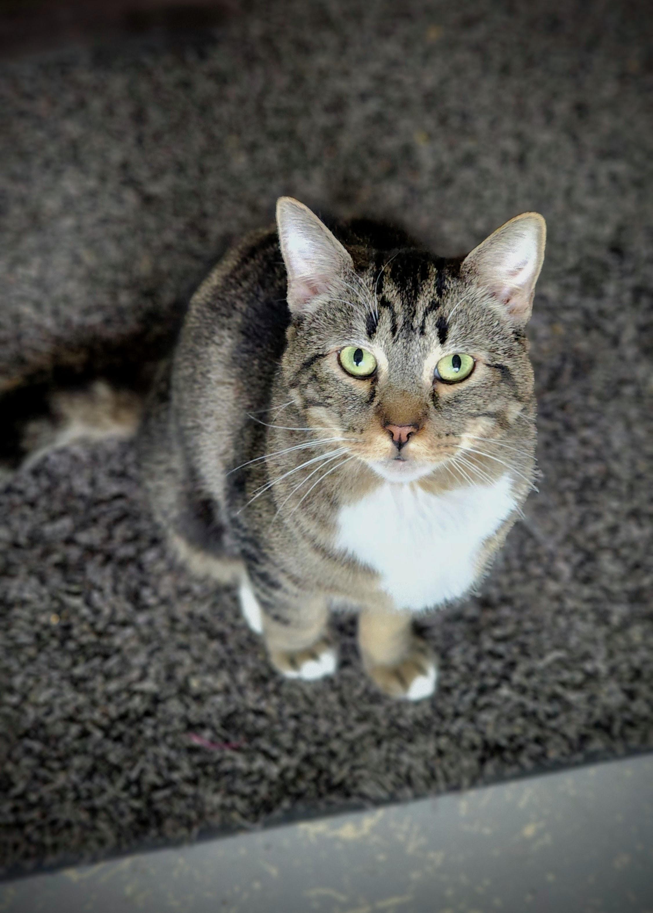 Oliver, ADOPTABLE, Adult Male Domestic Short Hair.