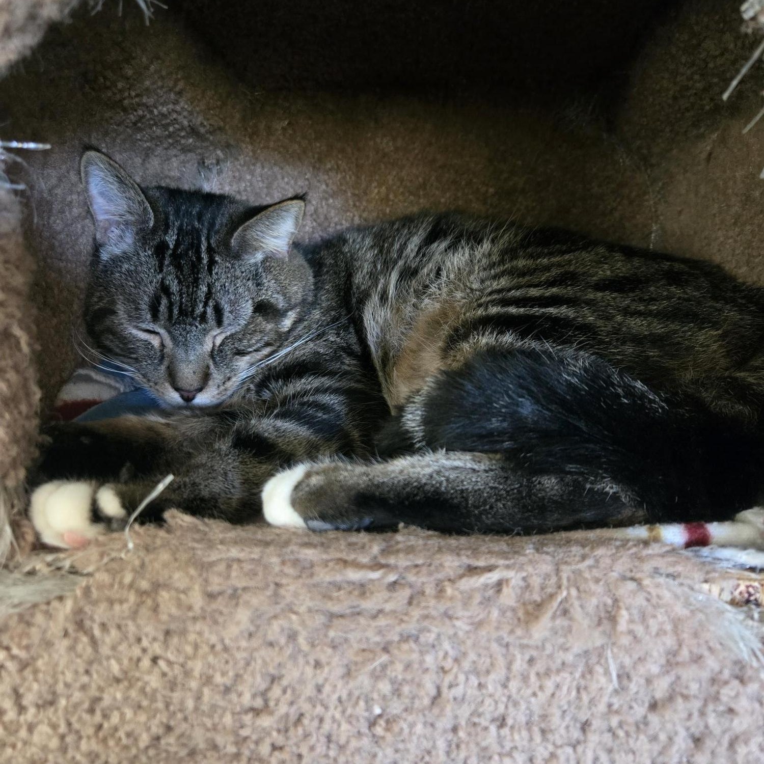 Enlarge Oliver, a ADOPTABLE Domestic Short Hair in Jacksonville, OR image 2/5