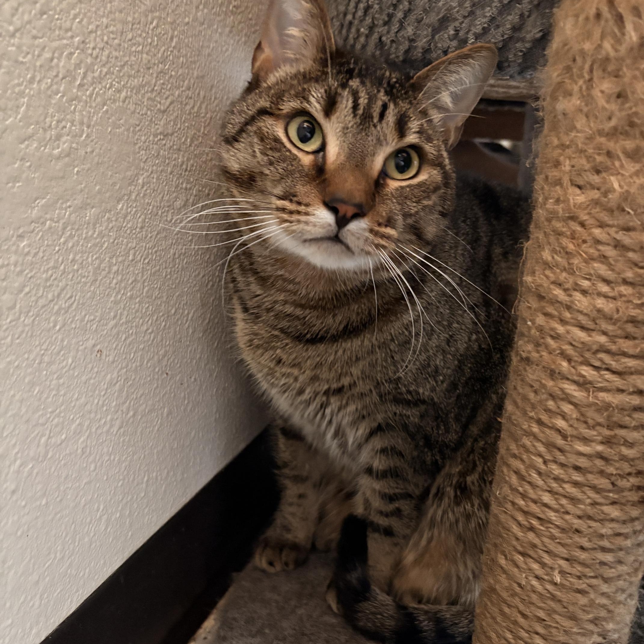 Oliver, ADOPTABLE, Adult Male Domestic Short Hair.