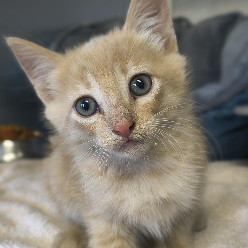 Copper, Adoptable, Kitten Male Domestic Short Hair.