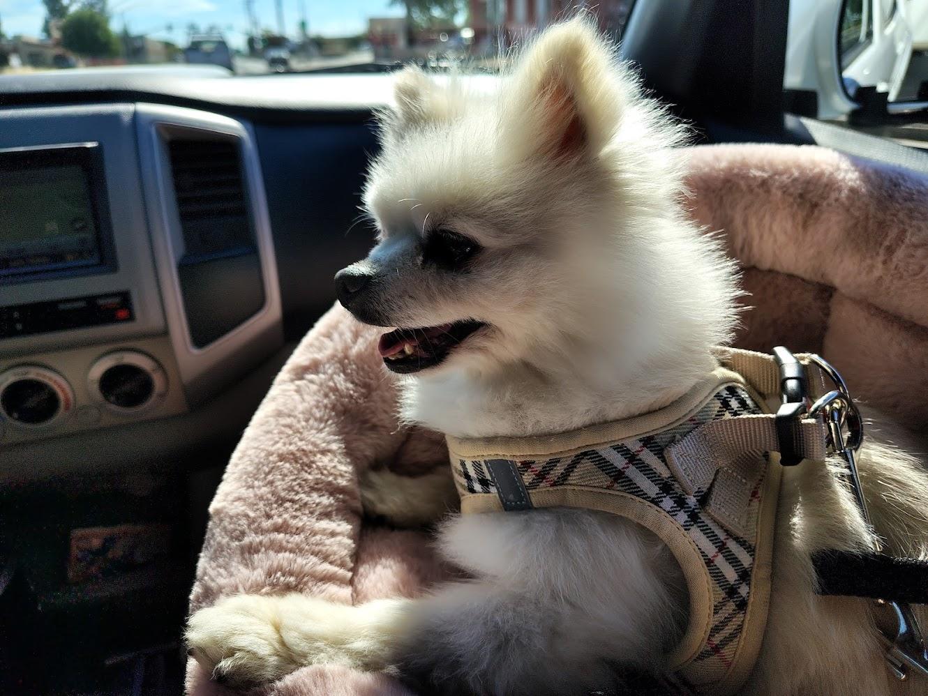 Sammy, Adopted, Adult Male Pomeranian.
