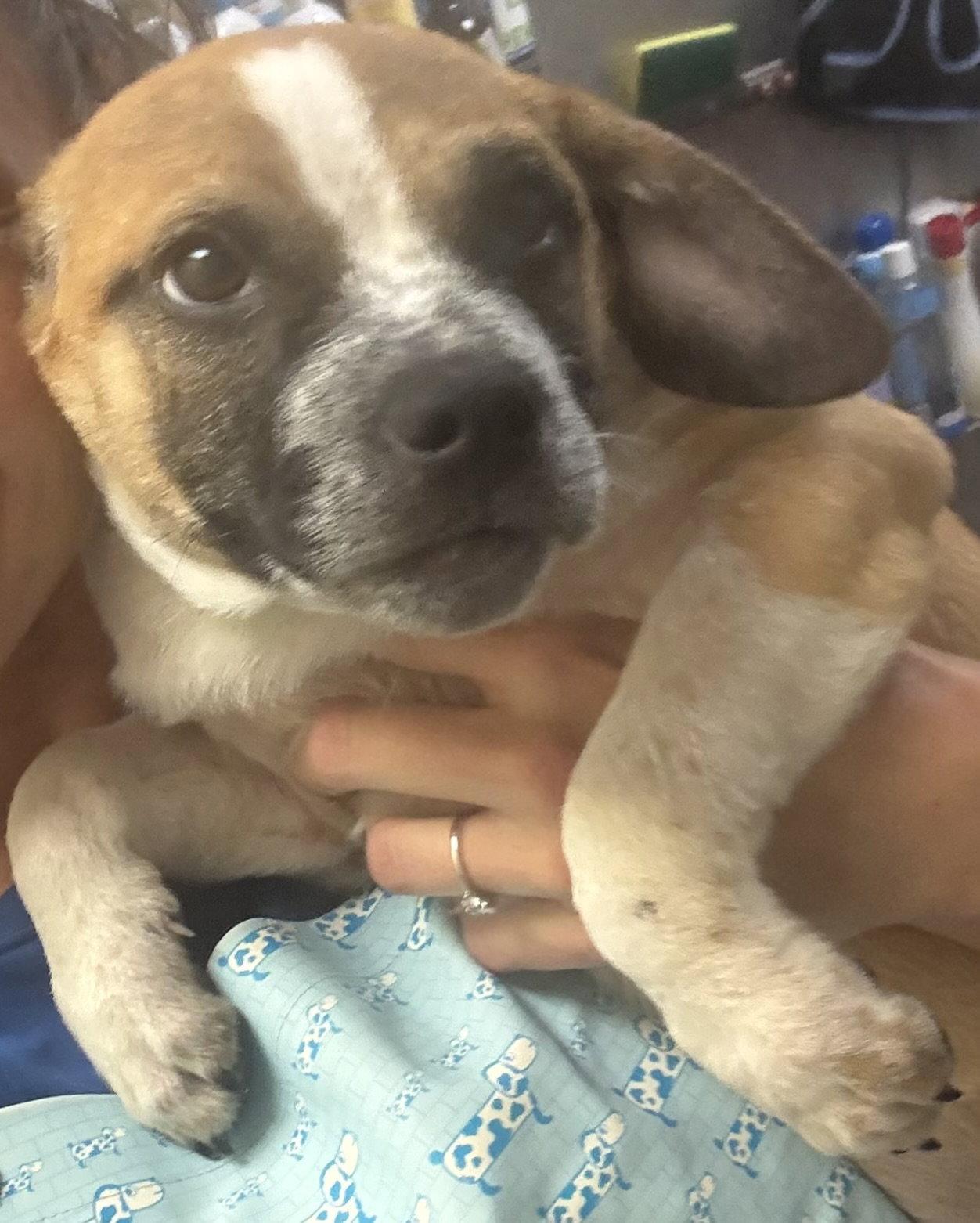 Enlarge Mick, a Adopted mixed breed in Sanford, FL image 1/3