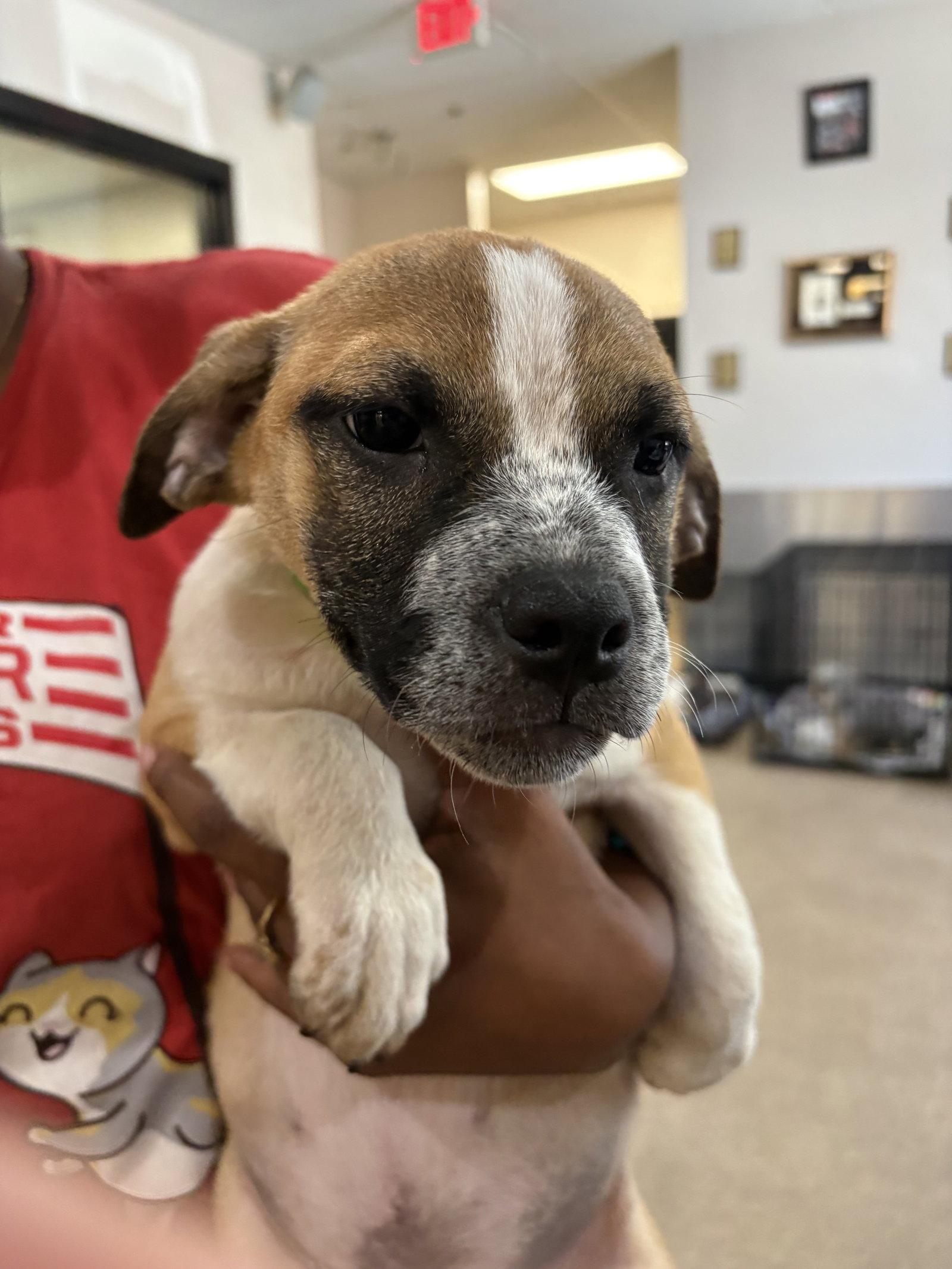 Enlarge Mick, a Adopted mixed breed in Sanford, FL image 2/3