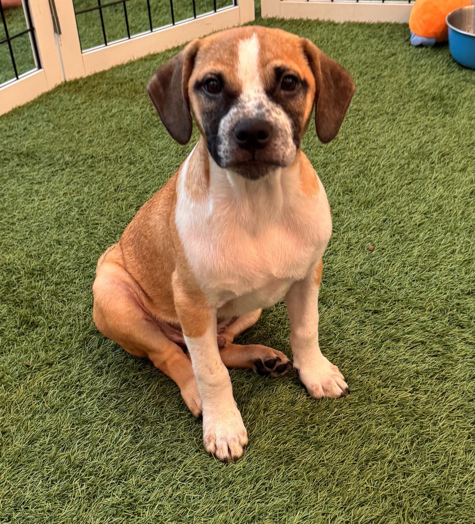 Enlarge Mick, a Adopted mixed breed in Sanford, FL image 3/3