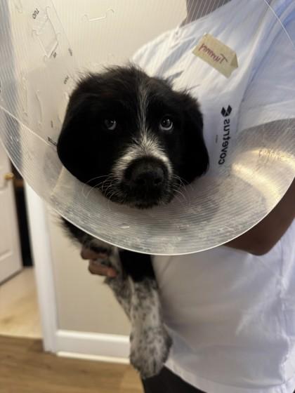 Vincent, Adoptable, Young Male English Springer Spaniel & Mixed Breed.