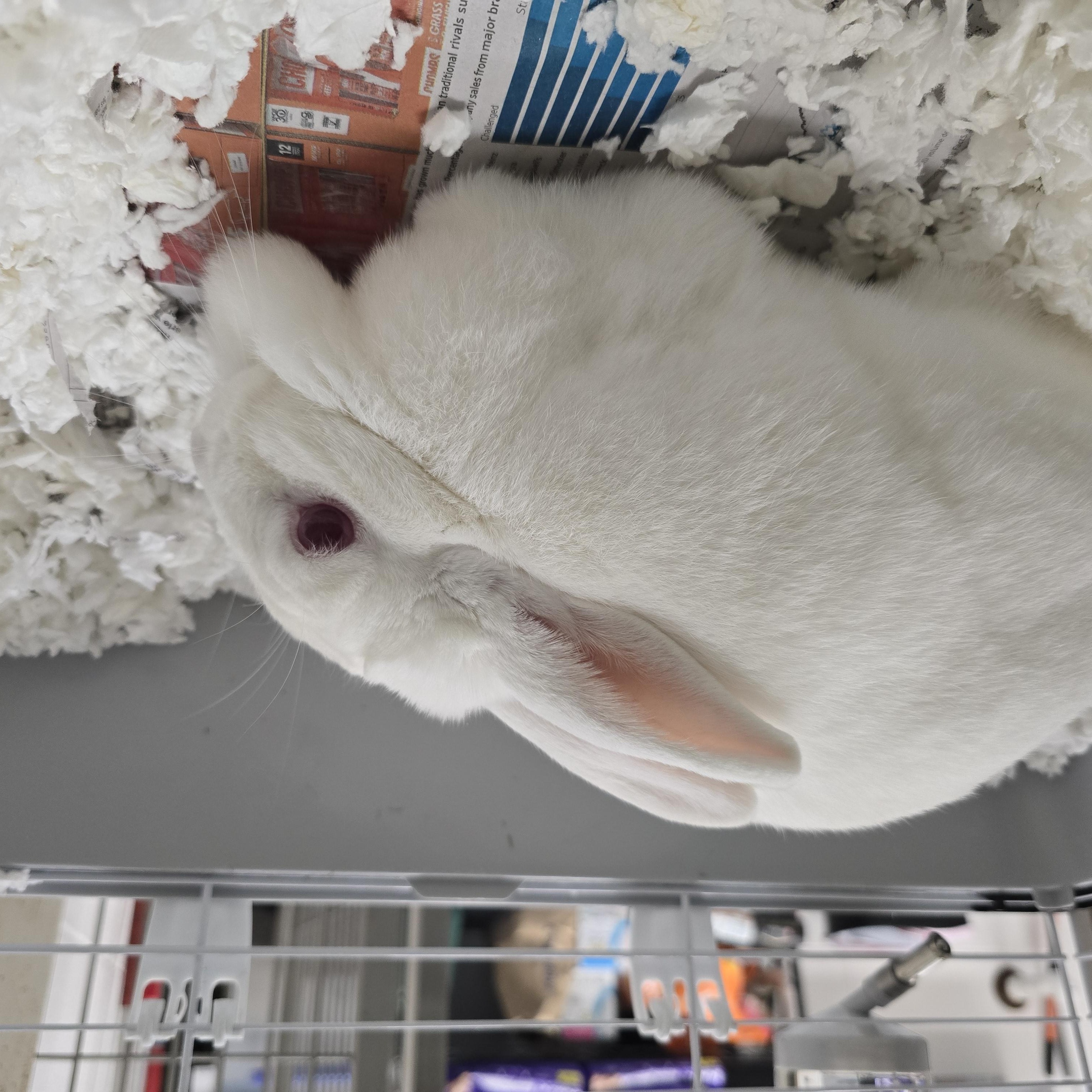 Snow White, ADOPTABLE, Adult Female New Zealand.