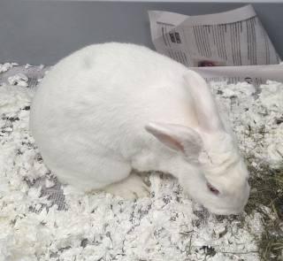 Enlarge Snow White, a ADOPTABLE New Zealand in Allen, TX image 3/3