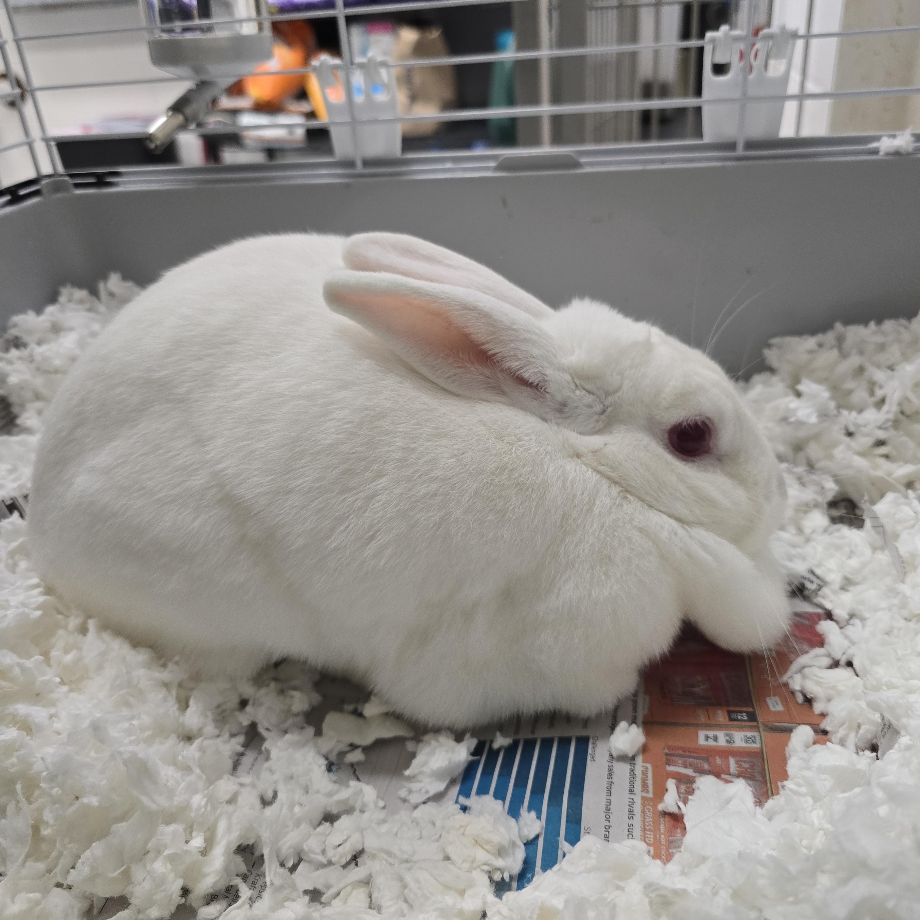 Enlarge Snow White, a ADOPTABLE New Zealand in Allen, TX image 2/3