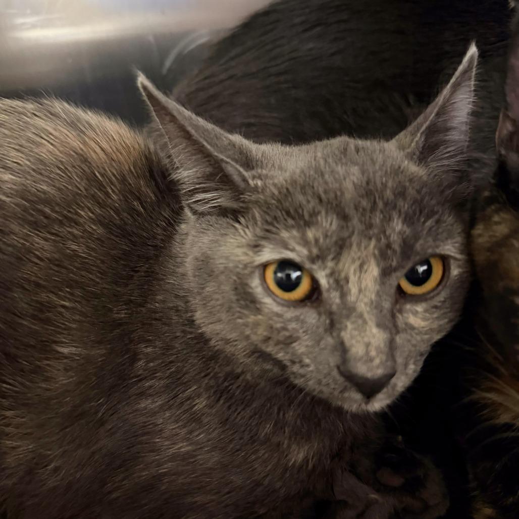 Jex, Adoptable, Kitten Female Domestic Short Hair.