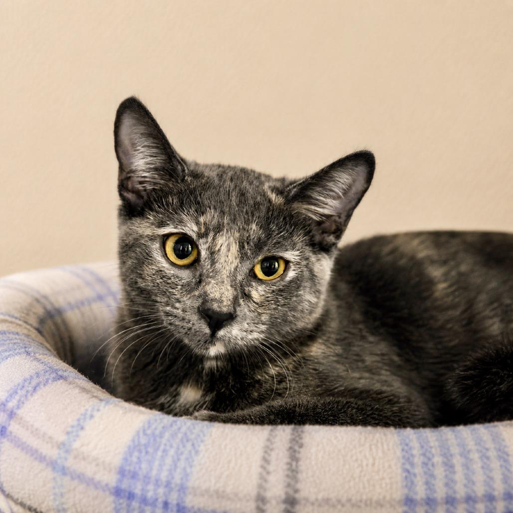 Jex, a Adoptable Domestic Short Hair in Las Vegas, NV image 2/2
