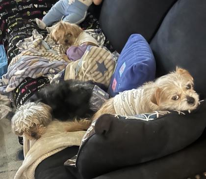 Tiana, Adoptable, Adult Female Terrier & Mixed Breed.