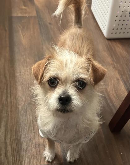 Enlarge Tiana, a Adoptable mixed breed in Lawrenceville, GA image 2/3