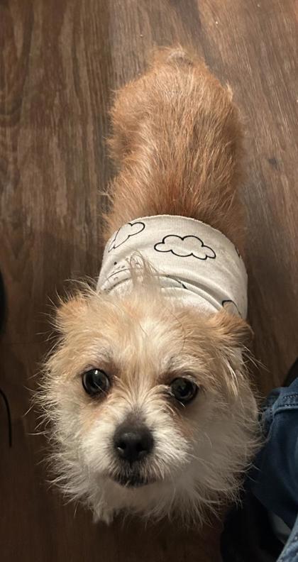 Enlarge Tiana, a Adoptable mixed breed in Lawrenceville, GA image 3/3