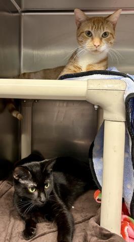 SUNKIST & MOONBEAM, Adoptable, Young Male Domestic Short Hair.