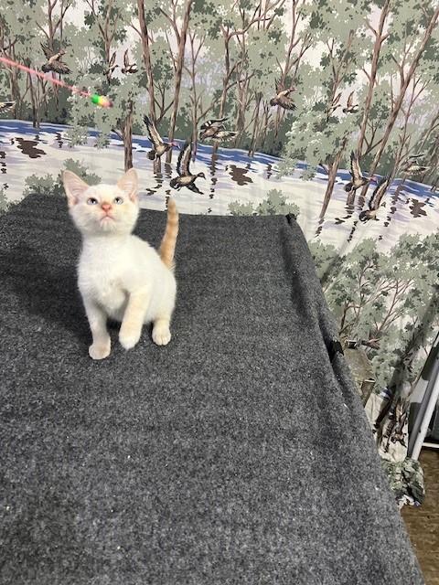 Enlarge Sporty, an adopted Siamese in Albany, NY image 1/6