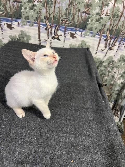 Enlarge Sporty, an adopted Siamese in Albany, NY image 2/6