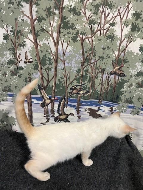 Enlarge Sporty, an adopted Siamese in Albany, NY image 5/6