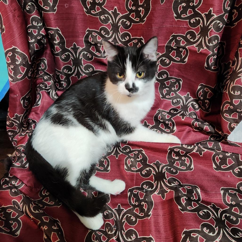 Simon, Adoptable, Young Male Domestic Short Hair.