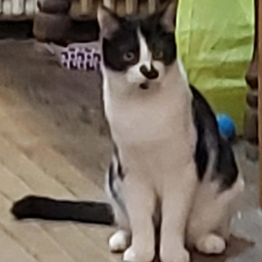 Enlarge Simon, a Adoptable Domestic Short Hair in Johnstown, PA image 2/2