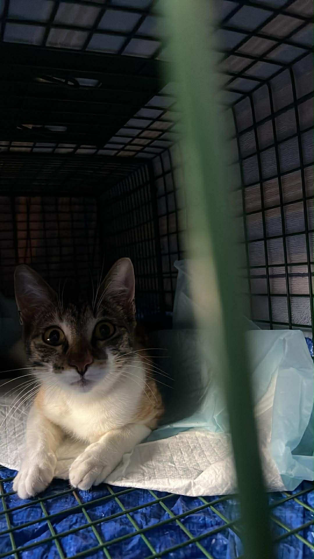 Enlarge Prastuti, a Adoptable Domestic Short Hair in Houston, TX image 1/1