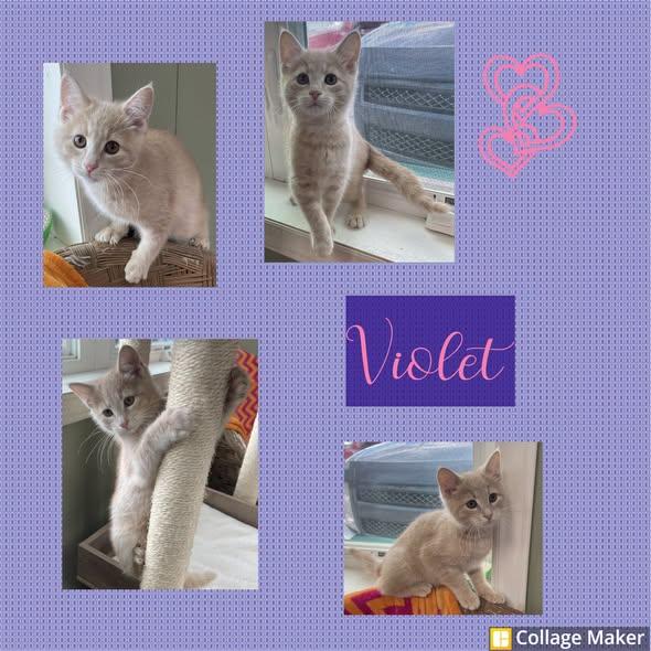 Violet, ADOPTABLE, Young Female Domestic Short Hair.