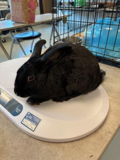 Enlarge Island, a Adoptable Bunny Rabbit in Irving, TX image 1/1