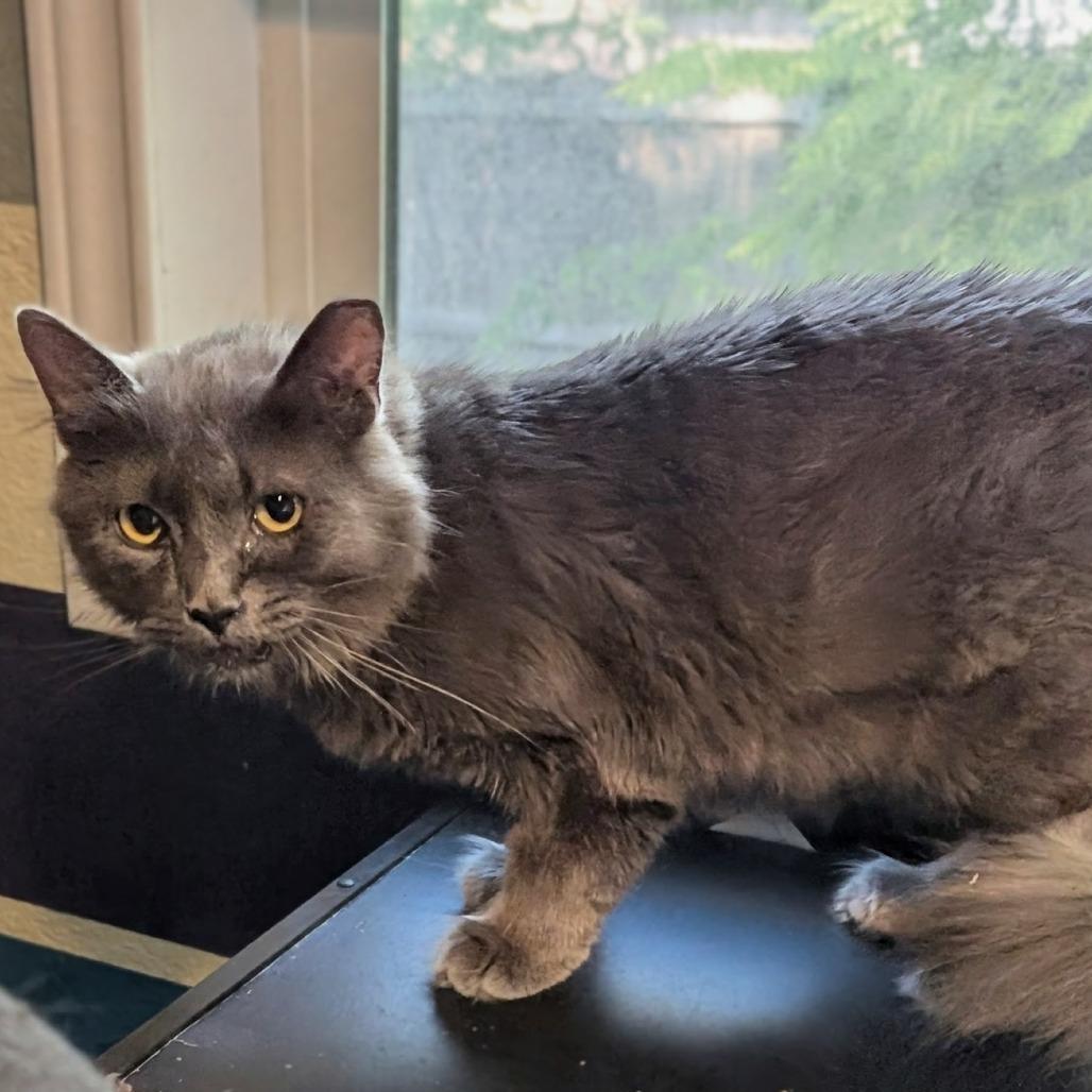 Cruz I #11 aka Maxine, Adoptable, Adult Female Domestic Long Hair.