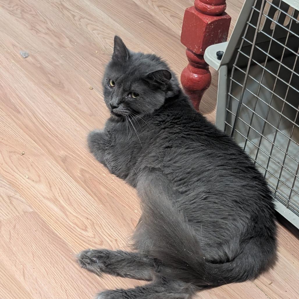 Enlarge Cruz I #11 aka Maxine, a Adoptable Domestic Long Hair in Bulverde, TX image 2/3