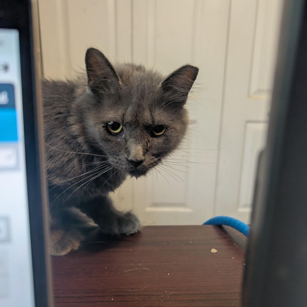 Enlarge Cruz I #11 aka Maxine, a Adoptable Domestic Long Hair in Bulverde, TX image 3/3