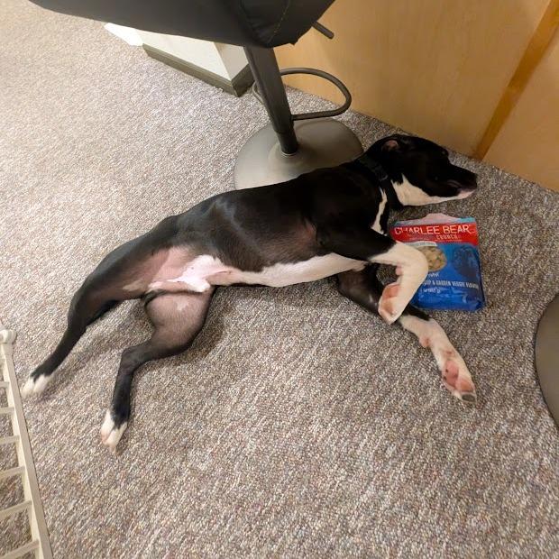 Enlarge Levi, a Adoptable Mixed Breed in Waukesha, WI image 1/6