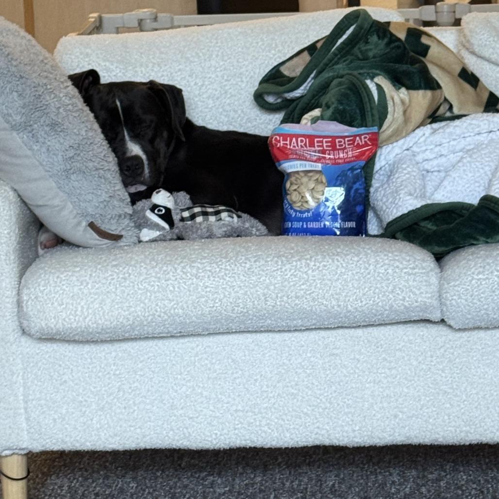 Enlarge Levi, a Adoptable Mixed Breed in Waukesha, WI image 2/6