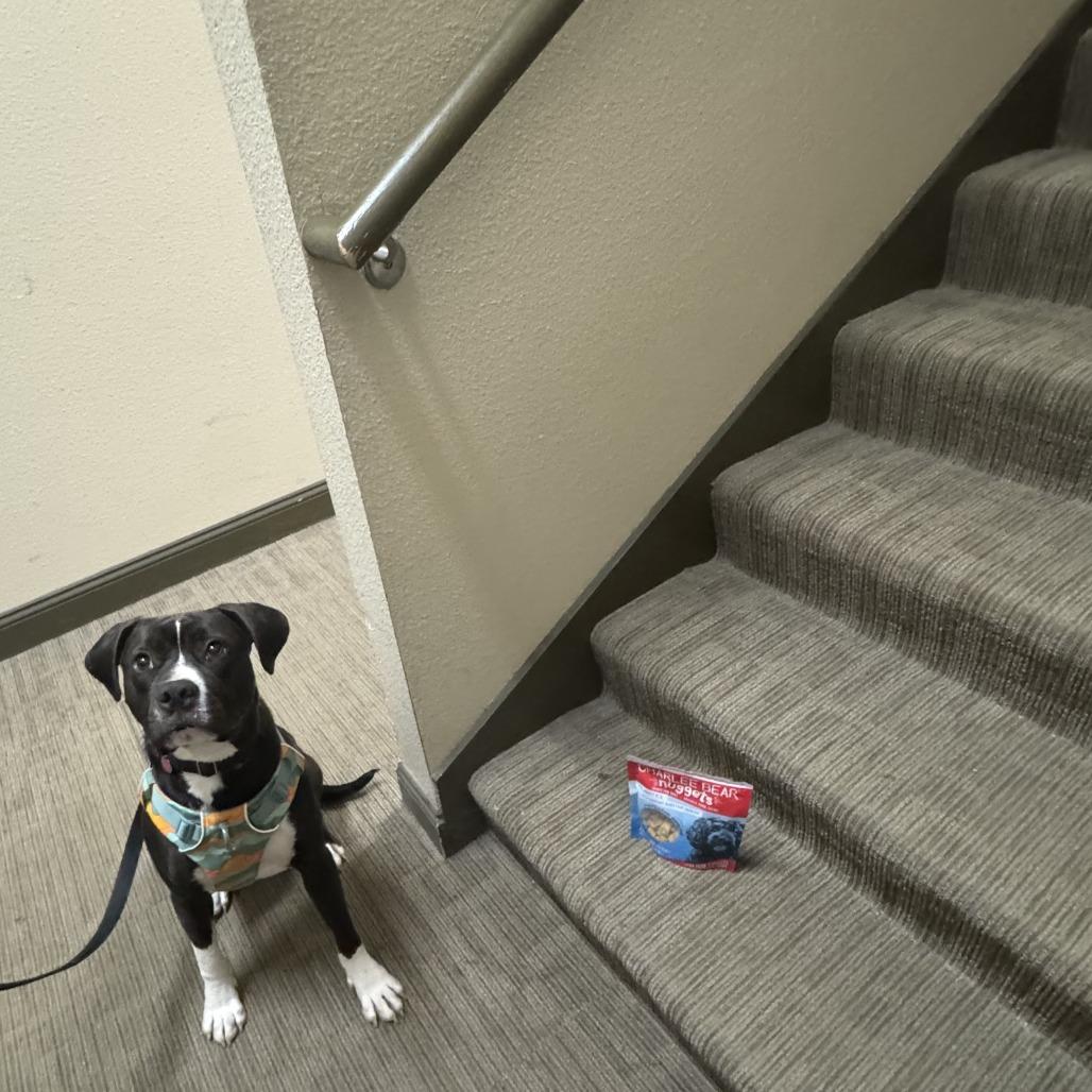 Enlarge Levi, a Adoptable Mixed Breed in Waukesha, WI image 3/6