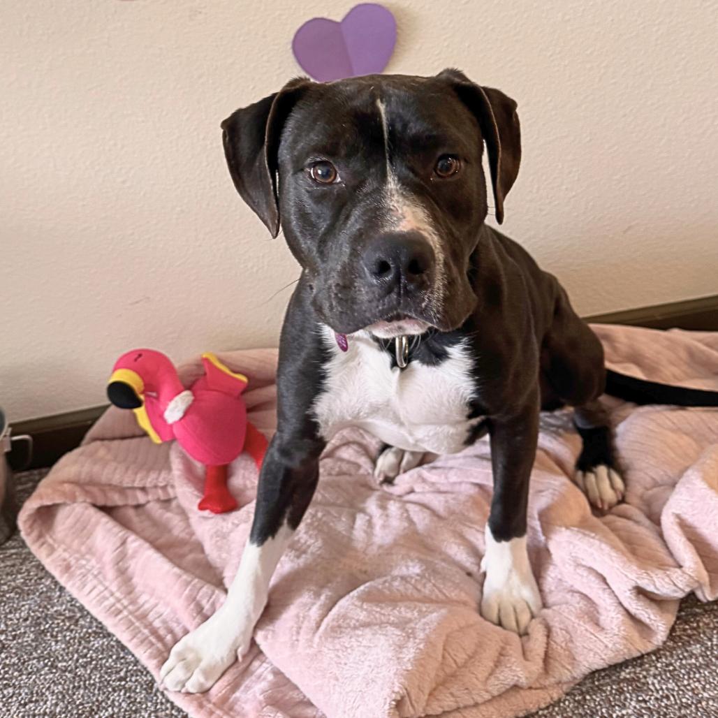 Enlarge Levi, a Adoptable Mixed Breed in Waukesha, WI image 4/6