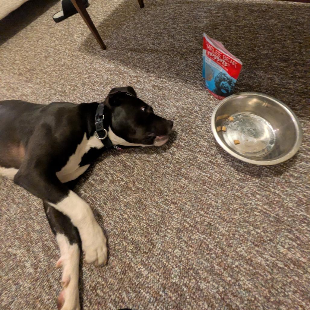 Enlarge Levi, a Adoptable Mixed Breed in Waukesha, WI image 5/6